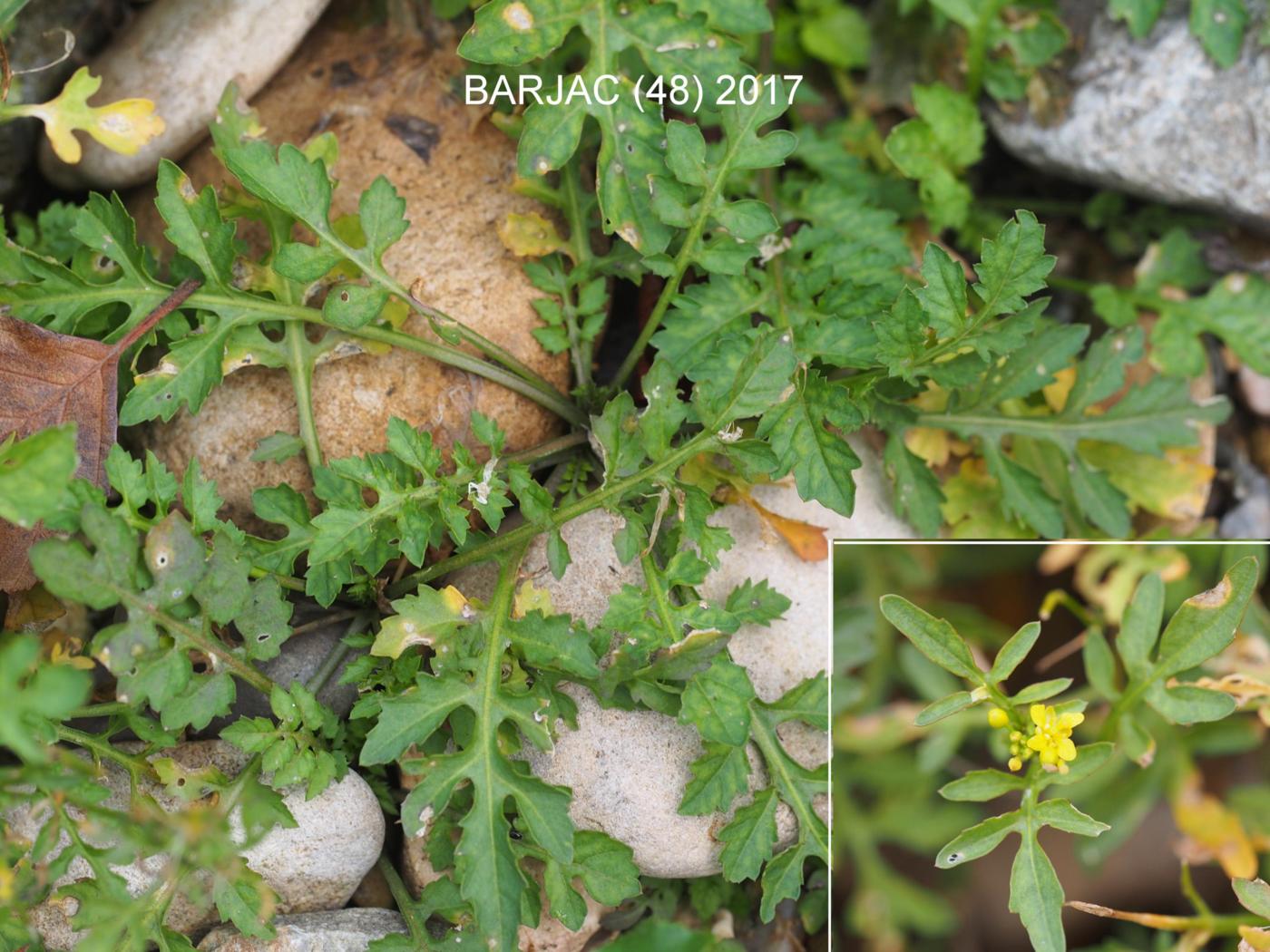 Yellow-cress, (Wood) leaf